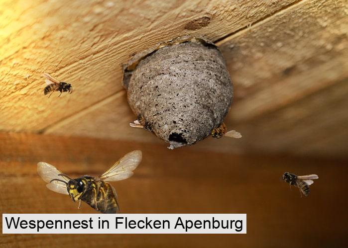 Wespennest in Flecken Apenburg